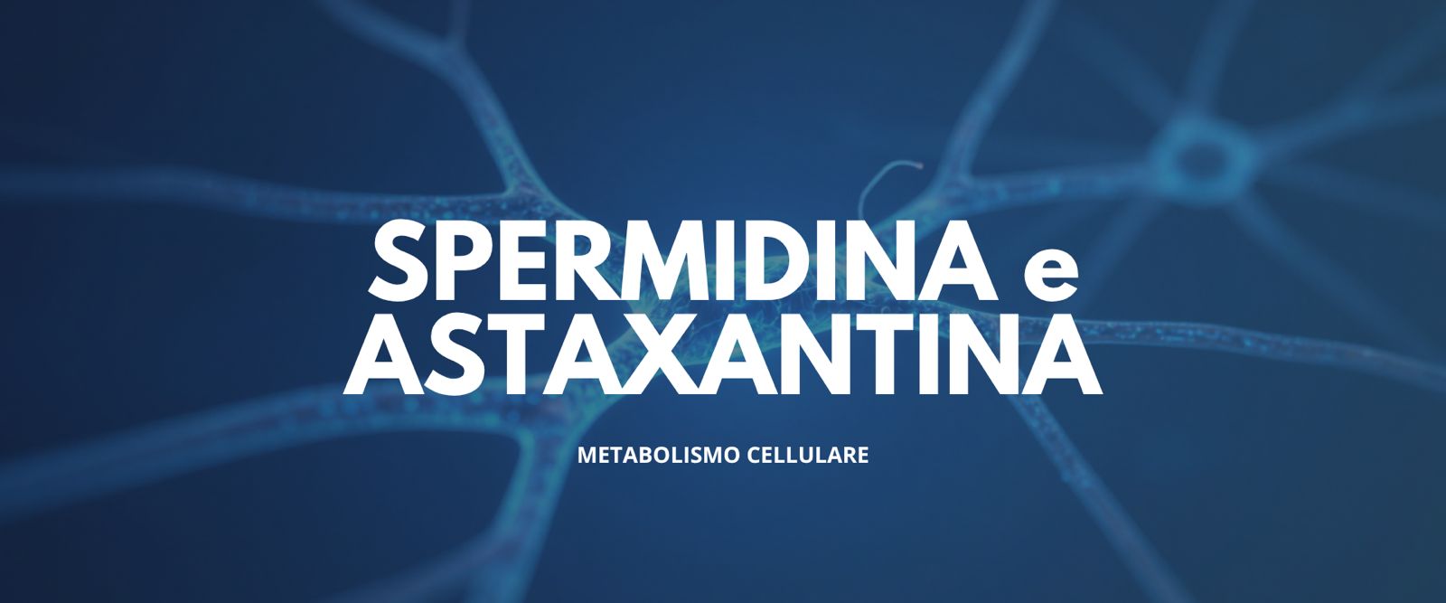 Metabolismo cellulare: i meccanismi biologici di Spermidina e Astaxantina contro l'invecchiamento